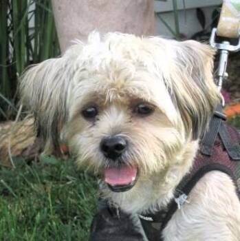 Harpo -  Maltese and Yorkshire Terrier Dog for Adoption in Paris, Kentucky - Harpo | PetCurious