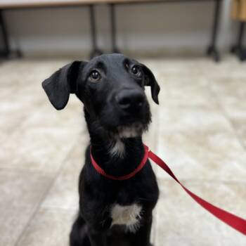 Vernon -  Terrier Dog for Adoption in Galveston, Texas - Vernon | PetCurious