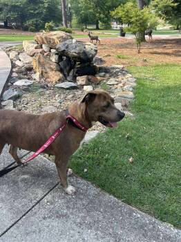 Rescue Pit Bull Terrier Dogs for Adoption in Troy, Alabama - Gingersnap | PetCurious