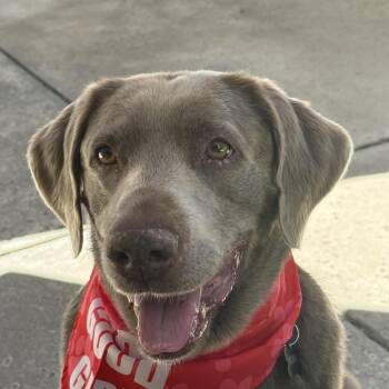 Labrador Retriever Dogs Available for Adoption in Concord, California - Bonnie | PetCurious