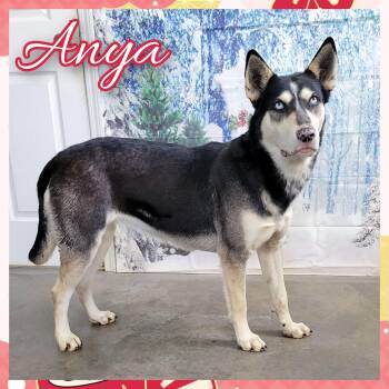 Rescue Siberian Husky Dogs for Adoption in Daingerfield, Texas - Anya | PetCurious