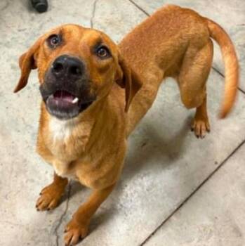 Princess Cheese Puff -  Hound and Mixed Breed Dog Available for Adoption in Lampasas, Texas - Princess Cheese Puff | PetCurious