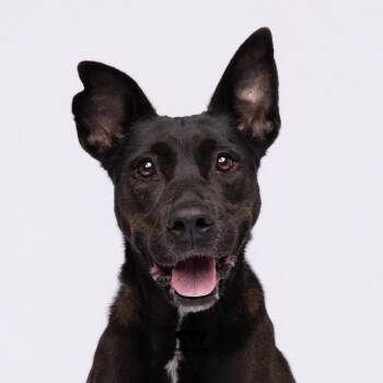 Julia -  Belgian Shepherd Malinois and Mixed Breed Dog for Adoption in Tampa, Florida - Julia | PetCurious