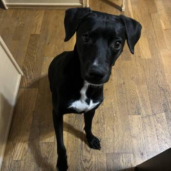 Valentina -  Black Labrador Retriever Dog for Adoption in Mooresville, North Carolina - Valentina | PetCurious