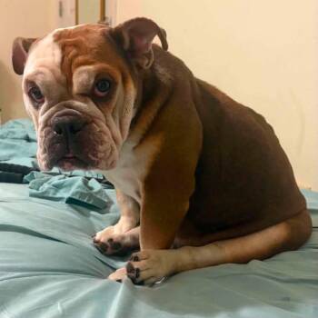 Victoria -  English Bulldog Dog for Adoption in Olathe, Kansas - Victoria | PetCurious