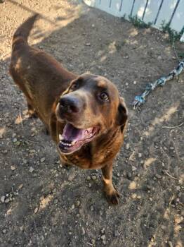 Labrador Retriever Dogs Available for Adoption in Severance, Colorado - Boone | PetCurious