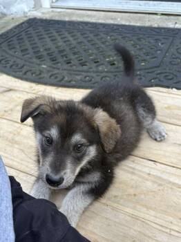 Remi -  Shepherd Dog for Adoption in Fredericksburg, Virginia - Remi | PetCurious