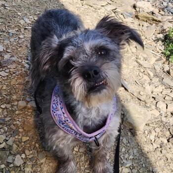 Yanni -  Wirehaired Terrier Dog for Adoption in Walnutport, Pennsylvania - Yanni | PetCurious