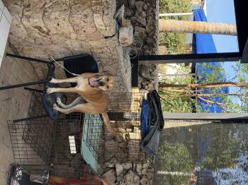 Belgian Shepherd Malinois Dogs Available for Adoption in Glen Rock, New Jersey - Mama Latte | PetCurious