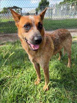 Australian Cattle Dog Blue Heeler and Mixed Breed Dogs Available for Adoption in Conroe, Texas - MALIA | PetCurious