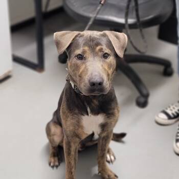 Rescue Mixed Breed Dogs for Adoption in Troy, Illinois - Mulligan | PetCurious