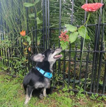 Larue -  Dachshund and Australian Shepherd Dog for Adoption in Ogontz Campus, Pennsylvania - Larue | PetCurious
