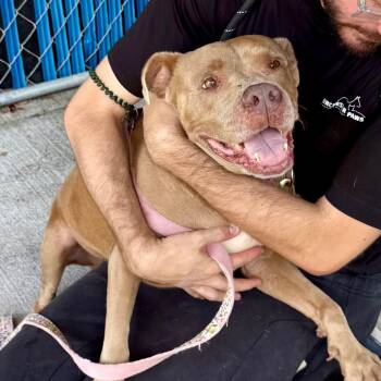 Rescue Terrier Dogs for Adoption in Summerville, South Carolina - Crystal | PetCurious