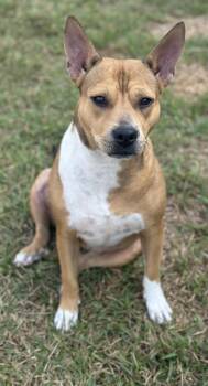 Rescue Australian Kelpie and Mixed Breed Dogs for Adoption in Houston, Texas - Fern | PetCurious