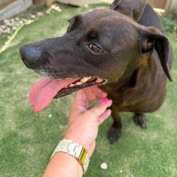 Bridget D11795 -  Terrier and Dachshund Dog for Adoption - Bridget D11795 | PetCurious