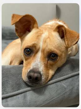 Chihuahua Dogs Available for Adoption in New London, Wisconsin - Snoopy | PetCurious