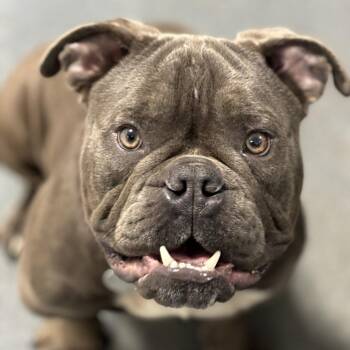 Rescue Mixed Breed Dogs for Adoption in Hampton Bays, New York - Woogie | PetCurious