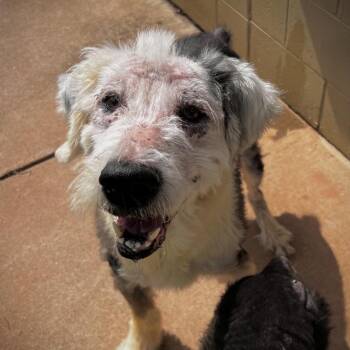 Sherlock -  Old English Sheepdog Dog for Adoption in Harrisville, West Virginia - Sherlock | PetCurious