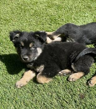 Australian Cattle Dog Blue Heeler and Shepherd Dogs Available for Adoption in Lafayette, Colorado - Bentley | PetCurious