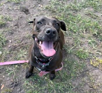 Rescue Mixed Breed Dogs for Adoption in Fernandina Beach, Florida - MIA | PetCurious