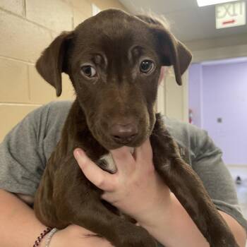 Bell -  Mixed Breed and Chocolate Labrador Retriever Dog for Adoption in Blairsville, Georgia - Bell | PetCurious