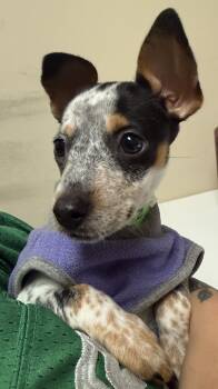 Rescue Mixed Breed Dogs for Adoption in Milpitas, California - Dippin Dots | PetCurious