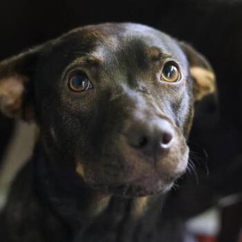 LOU LOU -  Terrier Dog for Adoption in San Antonio, Texas - LOU LOU | PetCurious