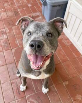 Pit Bull Terrier Dogs Available for Adoption - WILBUR | PetCurious