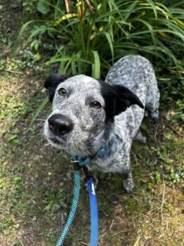 Stevie -  Mixed Breed Dog for Adoption in Spruce Pine, North Carolina - Stevie | PetCurious