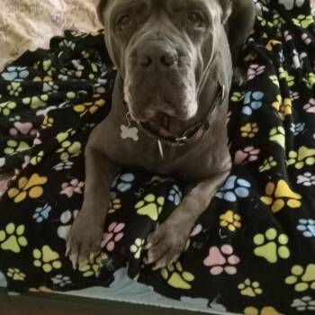 Rescue Cane Corso Dogs for Adoption in Upper Sandusky, Ohio - Bella | PetCurious