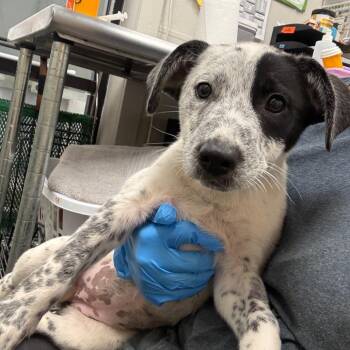 Mixed Breed Dogs Available for Adoption in Columbiana, Alabama - Starla | PetCurious