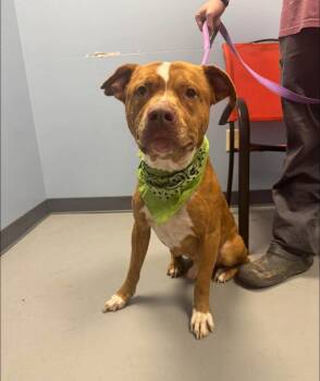 Terrier Dogs Available for Adoption in Zanesville, Ohio - Rambo | PetCurious