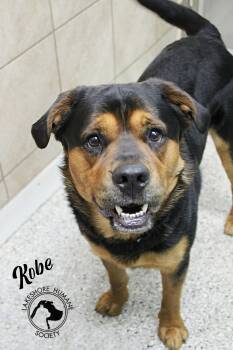Rottweiler and Shepherd Dogs Available for Adoption in Dunkirk, New York - Kobe | PetCurious