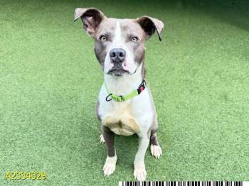 BRANDO -  Mixed Breed Dog for Adoption in West Palm Beach, Florida - BRANDO | PetCurious
