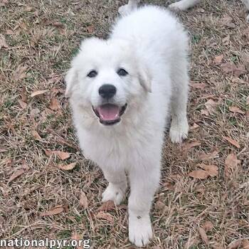 Great Pyrenees Dogs Available for Adoption - Julian In LA - Loves Playtime & Apple Snacks! | PetCurious