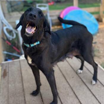 Melinda -  Mixed Breed Dog for Adoption in Fredericksburg, Virginia - Melinda | PetCurious