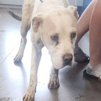 Sunflower -  American Bulldog Dog for Adoption in Kingman, Arizona - Sunflower | PetCurious