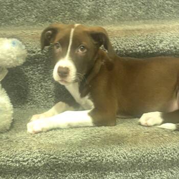 Cookie Butter -  Pit Bull Terrier Dog for Adoption in Greensboro, North Carolina - Cookie Butter | PetCurious