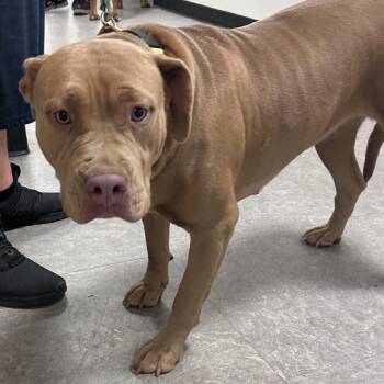 Luna Bologne -  Pit Bull Terrier Dog for Adoption in Philadelphia, Pennsylvania - Luna Bologne | PetCurious