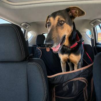 Octavio -  Doberman Pinscher and Shepherd Dog for Adoption in San Diego, California - Octavio | PetCurious