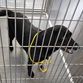 Winston -  Black Labrador Retriever and Mixed Breed Dog for Adoption in Montgomery, Alabama - Winston | PetCurious