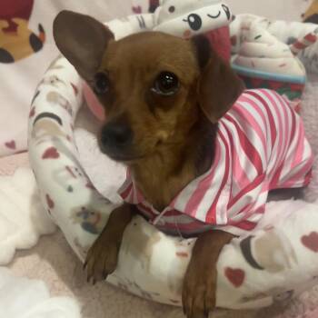 Dachshund and Chihuahua Dogs Available for Adoption in Ridgefield, Washington - Ms. Jelly Belly Zoey | PetCurious
