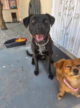 MILA- cat friendly lab mix -  Black Labrador Retriever and Terrier Dog Available for Adoption in Los Angeles, California - MILA- Cat Friendly Lab Mix | PetCurious