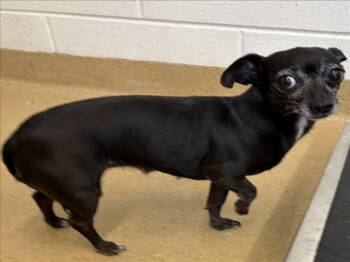 Chihuahua Dogs Available for Adoption in Derwood, Maryland - NOLA | PetCurious