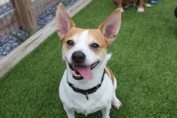 Corky -  Fox Terrier Dog Available for Adoption in Chestertown, Maryland - Corky | PetCurious