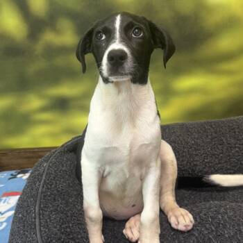 Iris -  Mixed Breed Dog for Adoption in Auburn, New Hampshire - Iris | PetCurious