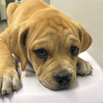 Boxer and Mixed Breed Dogs Available for Adoption in Tampa, Florida - Millie | PetCurious