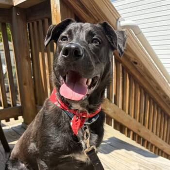 Black Labrador Retriever and Pit Bull Terrier Dogs Available for Adoption in Newark, New Jersey - Patas (In Foster) | PetCurious