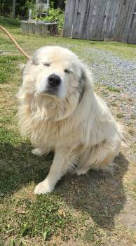 Great Pyrenees Dogs Available for Adoption in Rustburg, Virginia - Casper - At Shelter | PetCurious
