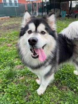 Alaskan Malamute Dogs Available for Adoption - Appa | PetCurious